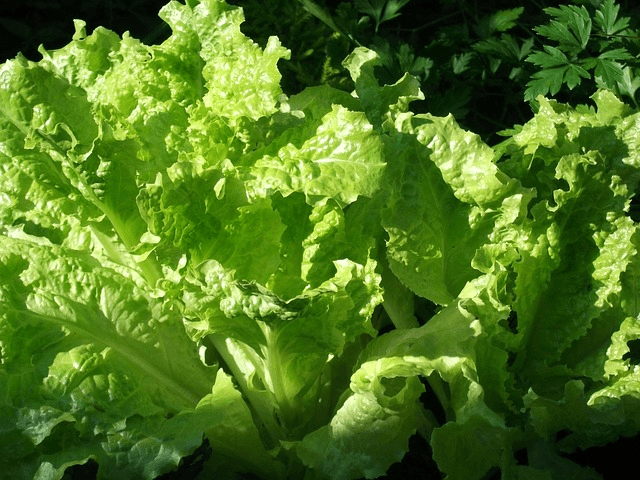 lechuga batavia