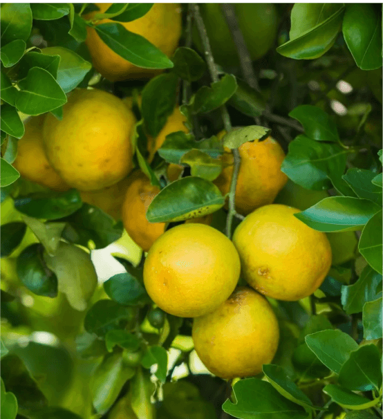 naranja valencia